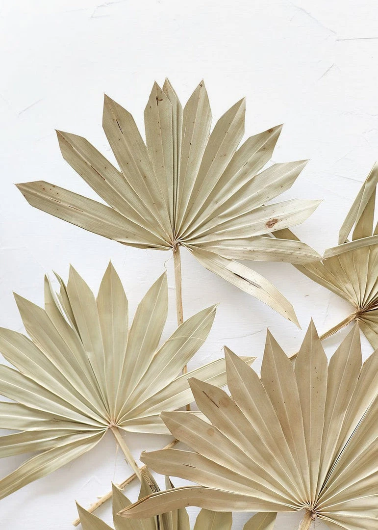 Bundle Of 5 Afloral Natural Sun Palms - 14-20"