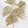 Bundle Of 5 Afloral Natural Sun Palms - 14-20"