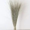 Afloral Preserved Dune Grass - 36" Dried Flowers