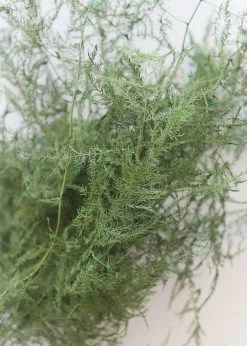 Afloral Preserved Asparagus Plumosus Foliage - 12-28" Dried Flowers