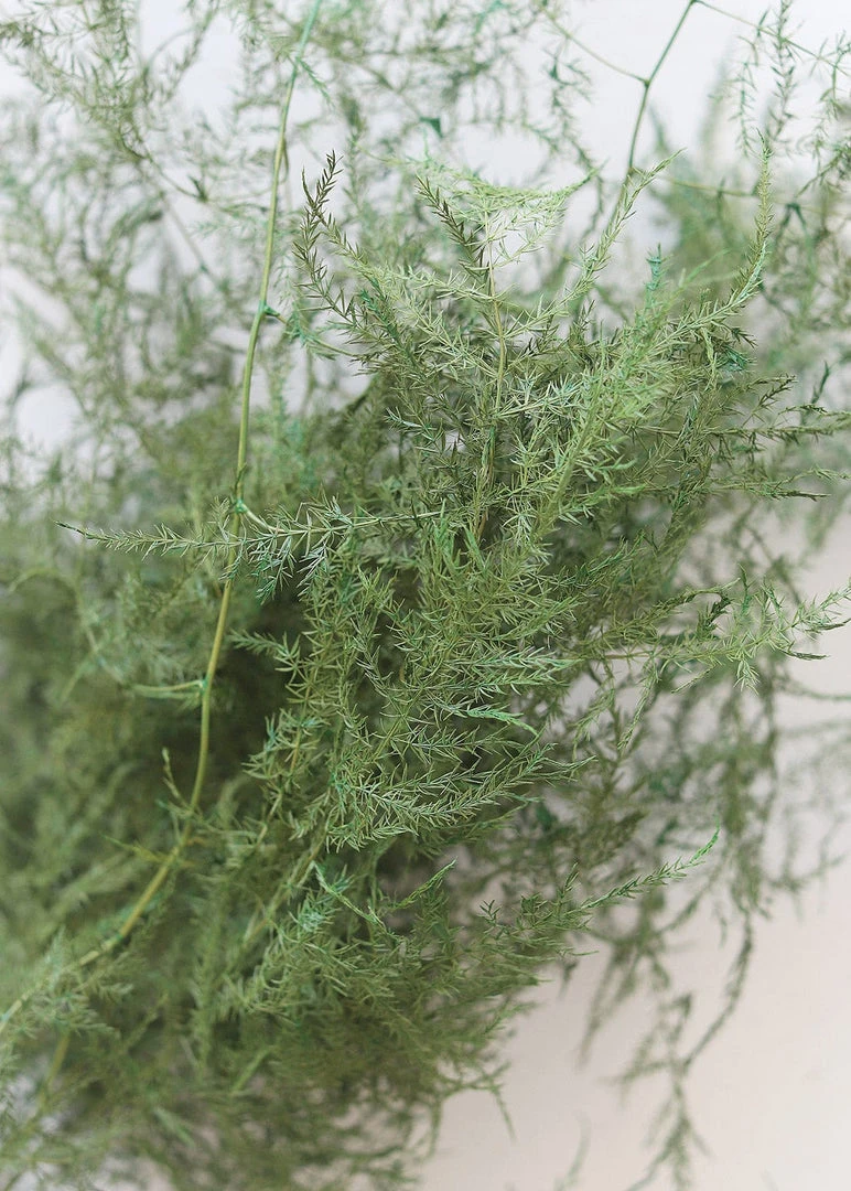 Afloral Preserved Asparagus Plumosus Foliage - 12-28" Dried Flowers