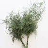 Afloral Preserved Asparagus Plumosus Foliage - 12-28" Dried Flowers