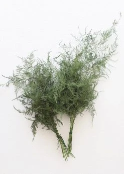 Afloral Preserved Asparagus Plumosus Foliage - 12-28" Dried Flowers