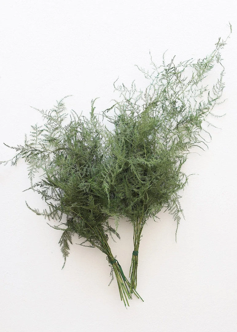 Afloral Preserved Asparagus Plumosus Foliage - 12-28" Dried Flowers