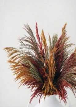 Afloral Dried Flowers Preserved Burgundy Plume Reed Grass - 36-40