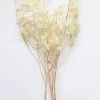 Afloral Dried Flowers Natural Coastal Dried Lunaria Flowers - 24-34"