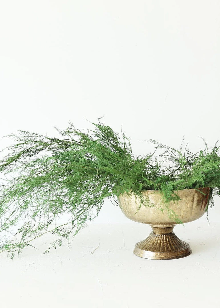 Afloral Preserved Asparagus Plumosus Foliage - 12-28" Dried Flowers