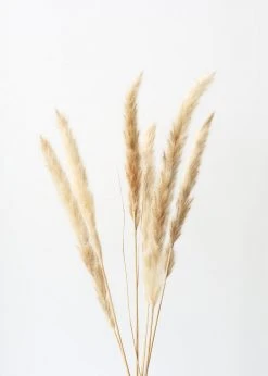 Afloral Bundle Of 6 Smooth Tan Pampas Grass - 25-30"