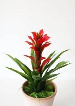 Afloral Indoor/Outdoor Tropical Bromeliad Plant - 14