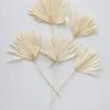 Afloral Bundle Of 5 Bleached Sun Palms - 14-20" Dried Flowers