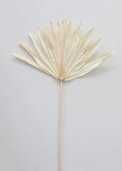 Afloral Bundle Of 5 Bleached Sun Palms - 14-20" Dried Flowers