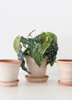 Afloral Artificial Plants Artificial Angel Wing Begonia Leaf Plant - 12