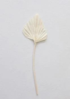 Afloral Dried Flowers Bundle Of 5 Cream Bleached Palm Spears - 15-22