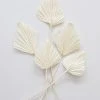 Afloral Dried Flowers Bundle Of 5 Cream Bleached Palm Spears - 15-22"