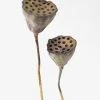 Afloral Bundle Of 2 Dried Lotus Pods - 25-28"