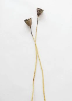 Afloral Bundle Of 2 Dried Lotus Pods - 25-28"