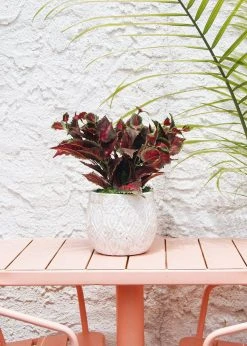 Afloral Red UV Protected Outdoor Fake Coleus Plant - 16