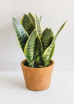 Afloral Artificial Plants Fake Snake Plant In Terracotta Pot - 14