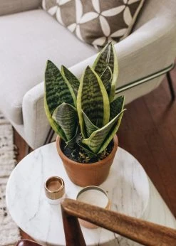 Afloral Artificial Plants Fake Snake Plant In Terracotta Pot - 14
