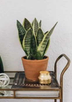 Afloral Artificial Plants Fake Snake Plant In Terracotta Pot - 14