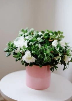 Afloral Artificial Flowers Silk Azalea Bush In Cream White - 12