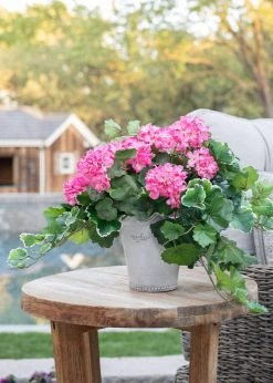 Afloral UV Protected Artificial Geranium Leaves Plant - 21