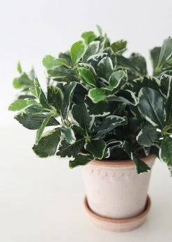 Afloral UV Protected Indoor/Outdoor Baby Schefflera Plant - 16.5