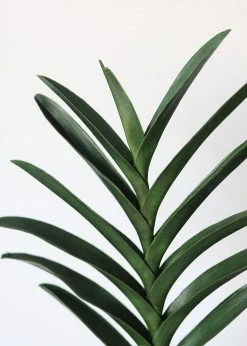 Afloral Artificial Vanda Orchid Leaf - 19"