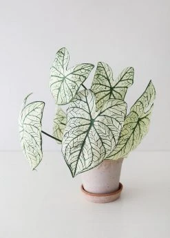 Afloral Variegated Tropical Caladium Fake Leaf Plant - 23