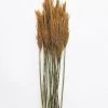 Afloral Dried Flowers Gold Dried Plume Reed Grass - 36-40"