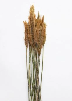 Afloral Dried Flowers Gold Dried Plume Reed Grass - 36-40