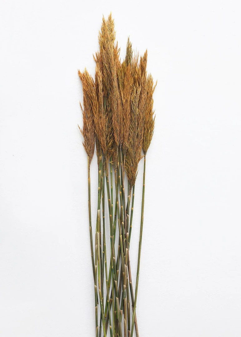 Afloral Dried Flowers Gold Dried Plume Reed Grass - 36-40"