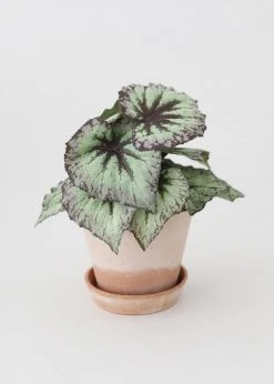 Afloral.com Bergs Julie Clay Pot With Drainage - 5