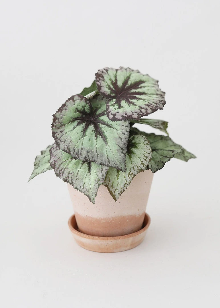 Afloral.com Bergs Julie Clay Pot With Drainage - 5"