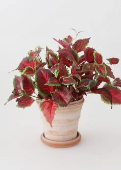 Afloral Red UV Protected Outdoor Fake Coleus Plant - 16