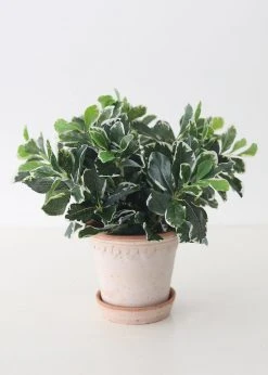 Afloral UV Protected Indoor/Outdoor Baby Schefflera Plant - 16.5