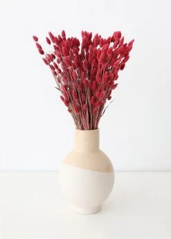 Afloral.com Dried Phalaris Grass In Berry - 20-28