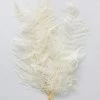 Afloral Dried Flowers Bundle Of 10 Bleached Preserved Ferns - 16-20"
