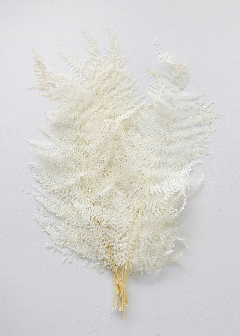 Afloral Dried Flowers Bundle Of 10 Bleached Preserved Ferns - 16-20"