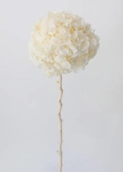 Afloral Large Petal Preserved Hydrangea In Cream - 22-24"