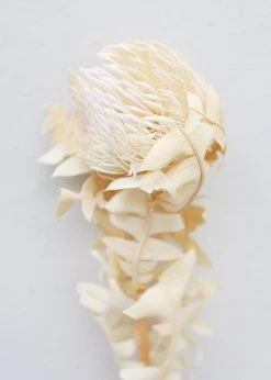 Afloral Single Dried Banksia In Cream - 16-18" Dried Flowers