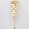 Afloral Single Dried Banksia In Cream - 16-18" Dried Flowers