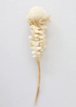 Afloral Single Dried Banksia In Cream - 16-18" Dried Flowers