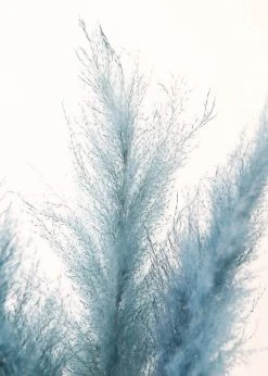 Afloral Dried Flowers Bundle Of 3 Blue Dried Pampas Grass - 40-48