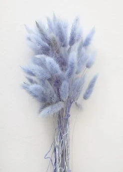 Afloral Light Blue Dried Bunny Tails - 18-28