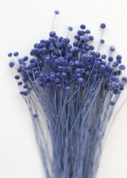 Afloral Petite Blue Dried Floral Buttons - 9-14