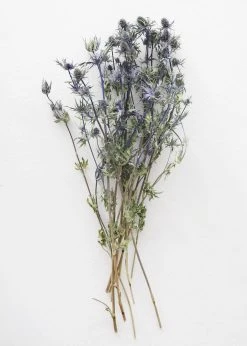 Afloral Dried Flowers Dried Eryngium Sea Holly Flowers - 15-22"