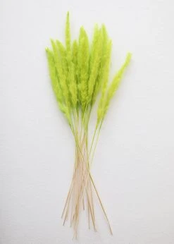 Afloral Chartreuse Dried Pampas Grass - 25-28"