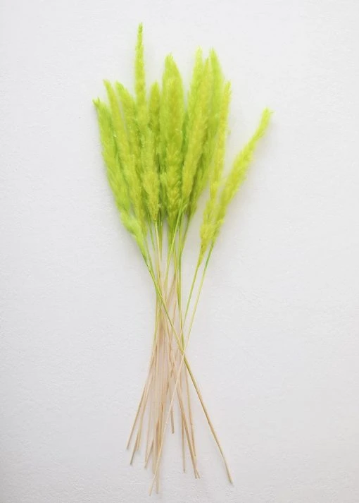 Afloral Chartreuse Dried Pampas Grass - 25-28"