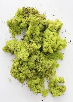 Afloral Bright Green Preserved Reindeer Moss - 1 Lb